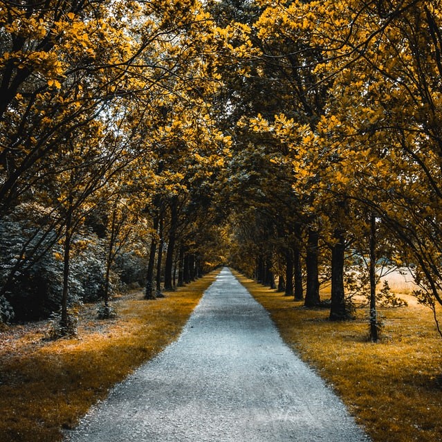 A path leading through a serene mindful row of autumnal trees, symbolizing the act of letting go on your good mental health journey